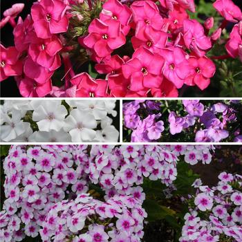 Phlox paniculata