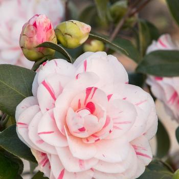 Camellia japonica 'Eleanor McCown' 