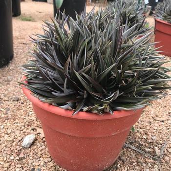 Dyckia 'Cabernet' 