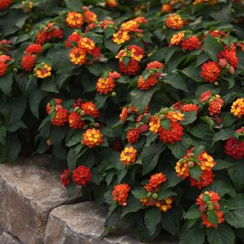 Lantana camara Bloomify™ 'Red'