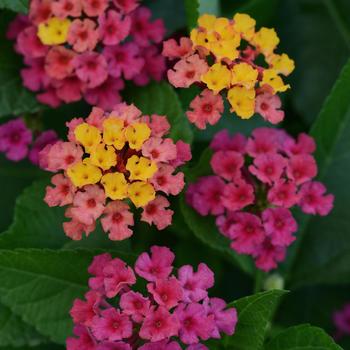 Lantana camara Bloomify™ 'Rose'