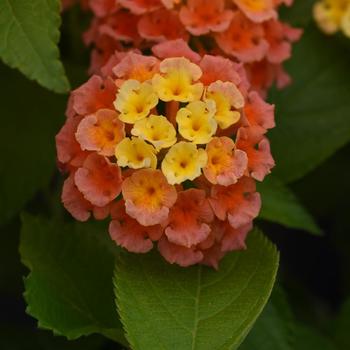 Lantana camara 'Mango' 