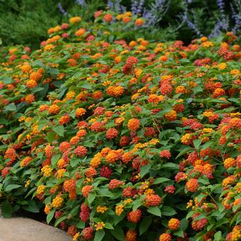 Lantana camara Lucky™ 'Flame'