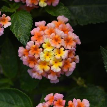 Lantana camara 'Peach' 