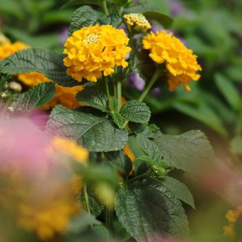 Lantana camara Lucky™ 'Pot of Gold'