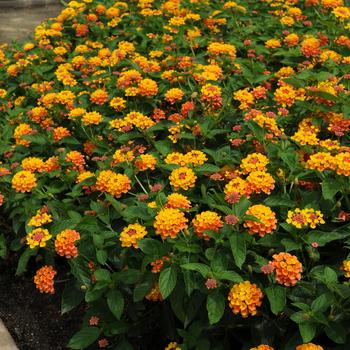 Lantana camara Landmark™ 'Citrus'