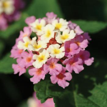 Lantana camara 'Rose Glow' 