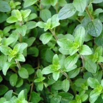 Origanum syriacum