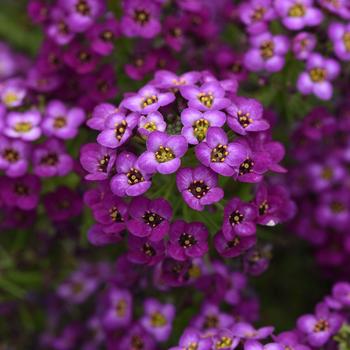 Lobularia maritima Easy Breezy™ Purple