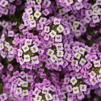 Lobularia maritima Easy Breezy™ Pink