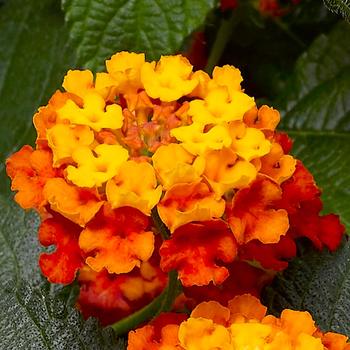 Lantana camara Bandana® 'Clementine'