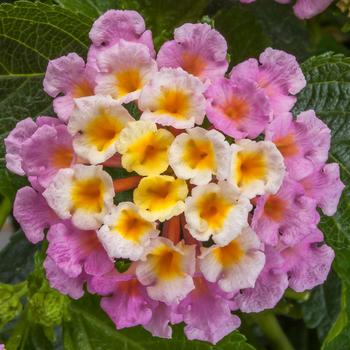 Bandana Cherry Lantana (Lantana camara 'Bante Cheria') in