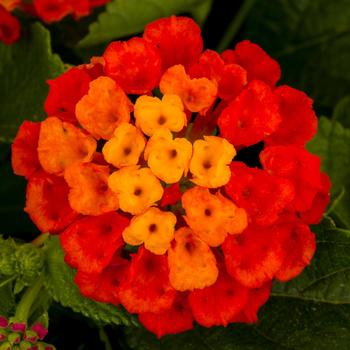 Lantana camara