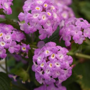 Lantana montevidensis 'Purple Falls'