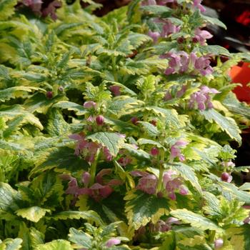 Lamium maculatum 'Anne Greenaway' 