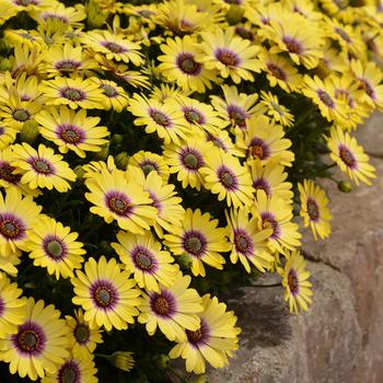 Osteospermum 'Blue Eyed Beauty' 