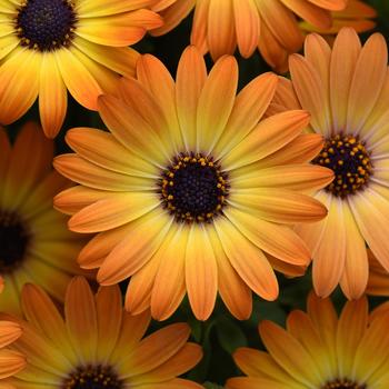 Osteospermum ecklonis 'Sunshine Beauty'