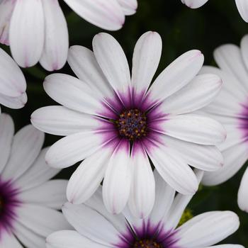 Osteospermum ecklonis 'Lavender Frost' 