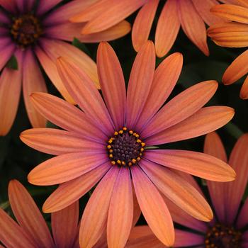 Osteospermum ecklonis 'Bronze' 