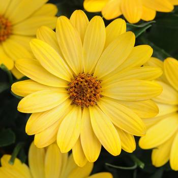 Osteospermum ecklonis 'Deep Yellow' 