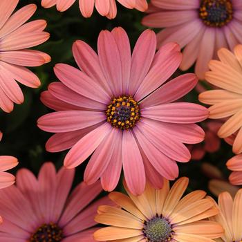 Osteospermum ecklonis Serenity™ 'Rose Magic'