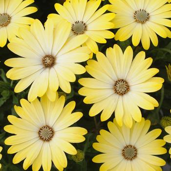 Osteospermum ecklonis 'Lemonade' 