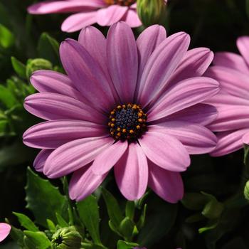 Osteospermum ecklonis Serenity™ 'Pink'