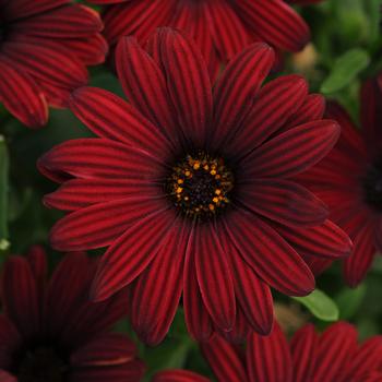 Osteospermum ecklonis 'Red' 