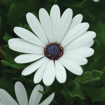 Osteospermum ecklonis Serenity™ 'White'