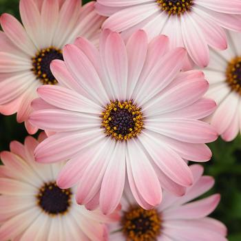 Osteospermum ecklonis 'Balserpima' 