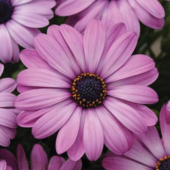 Osteospermum ecklonis 'Lavender Shades' 