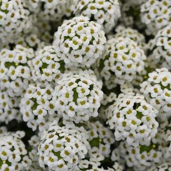 Lobularia maritima Easy Breezy™ White