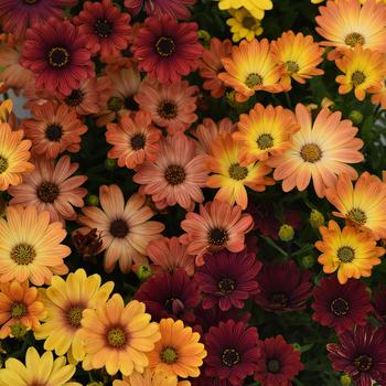 Osteospermum ecklonis 'Sunset Shades' 