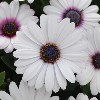 Osteospermum ecklonis Akila® 'White'