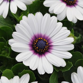 Osteospermum ecklonis 'White Purple Eye' 