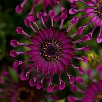 Osteospermum ecklonis FlowerPower™ 'Spider Purple'
