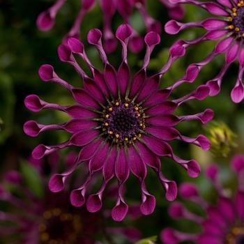 Osteospermum ecklonis 'Spider Purple' 