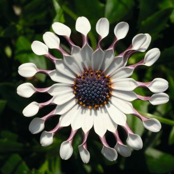 Osteospermum ecklonis FlowerPower™ 'Spider White'