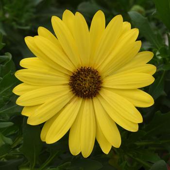Osteospermum ecklonis FlowerPower™ Compact 'Yellow'