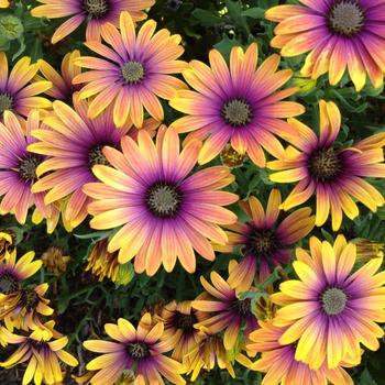 Osteospermum 'Purple Sun' 