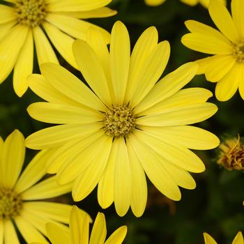 Osteospermum Zion™ 'Pure Yellow'