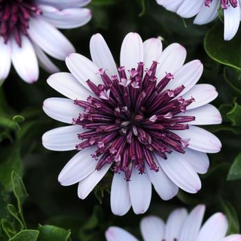 Osteospermum 'Berry White' 