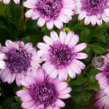 Osteospermum 4D™ 'Dark Violet White'