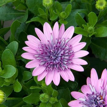 Osteospermum 4D™ 'Pink'