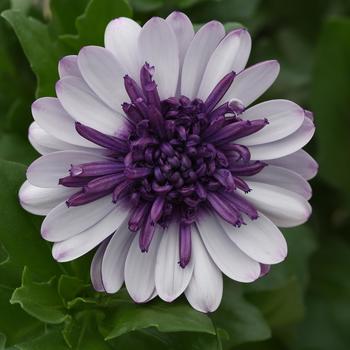 Osteospermum 'Violet Ice' 