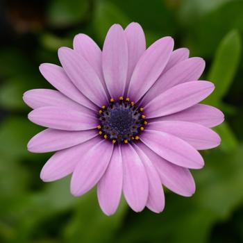 Osteospermum ecklonis Daisy Falls™ 'Pink'