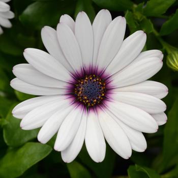 Osteospermum ecklonis 'White Amethyst' 