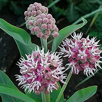 Asclepias speciosa