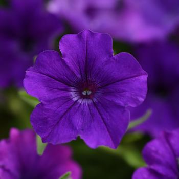 Petunia ColorRush™ Blue