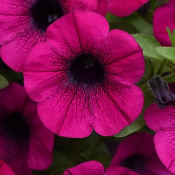 Petunia ColorRush™ Purple